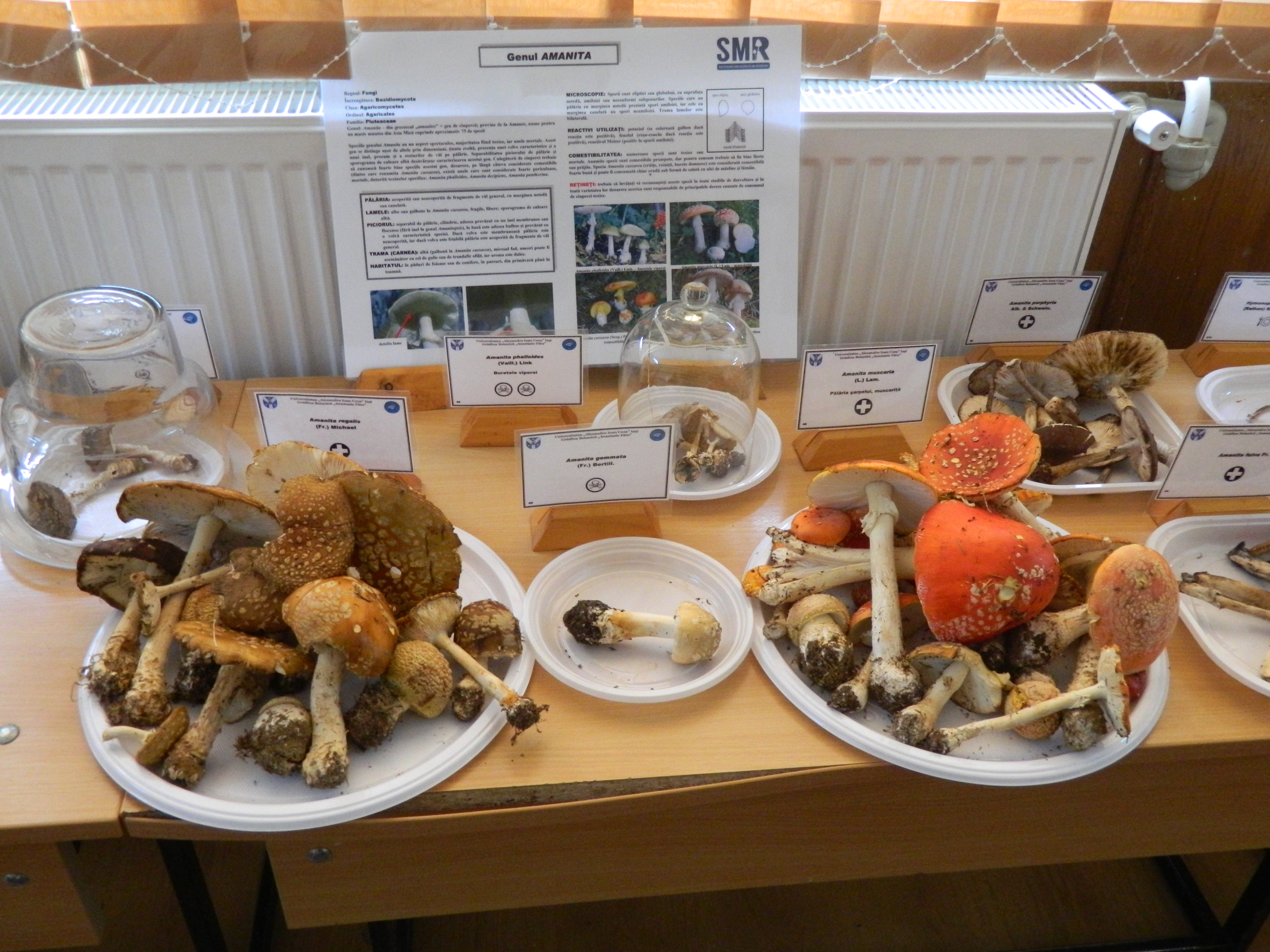 Tabăra micologică, Ediția a III-a, 20-23 septembrie 2018, Poiana Negri – Județul Suceava